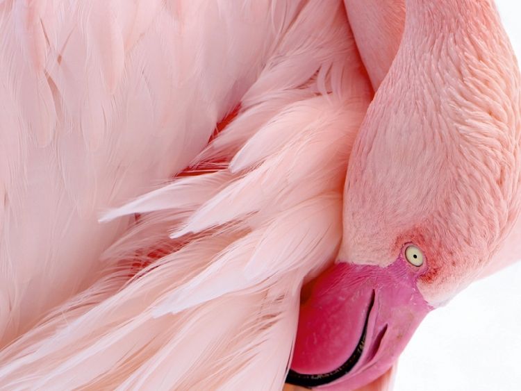 Produktbild: CALVENDO Puzzle Rosa Flamingo | 1000 Teile Lege-Gr&ouml;&szlig;e 64x48cm Foto-Puzzle f&uuml;r gl&uuml;ckliche Stunden