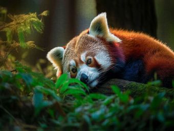 Produktbild: CALVENDO Puzzle Roter Panda - kurz ausruhen | 1000 Teile Lege-Gr&ouml;&szlig;e 64x48cm Foto-Puzzle f&uuml;r gl&uuml;ckliche Stunden