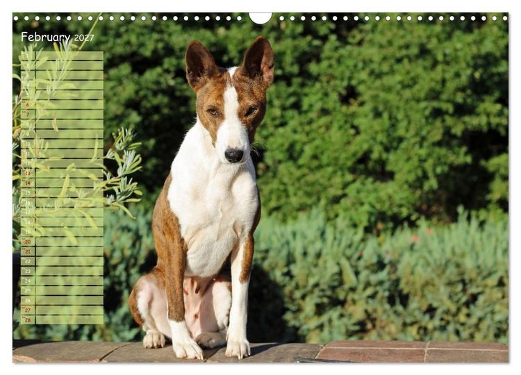 Produktbild: Basenji the African Barkless Dog (Wall Calendar 2027 DIN A3 landscape), CALVENDO 12 Month Wall Calendar