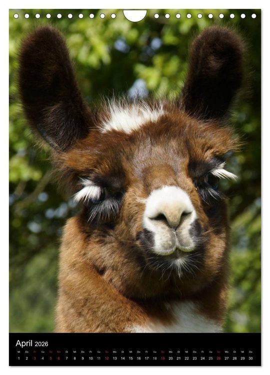 Produktbild: LAMAS (Wandkalender 2026 DIN A4 hoch), CALVENDO Monatskalender
