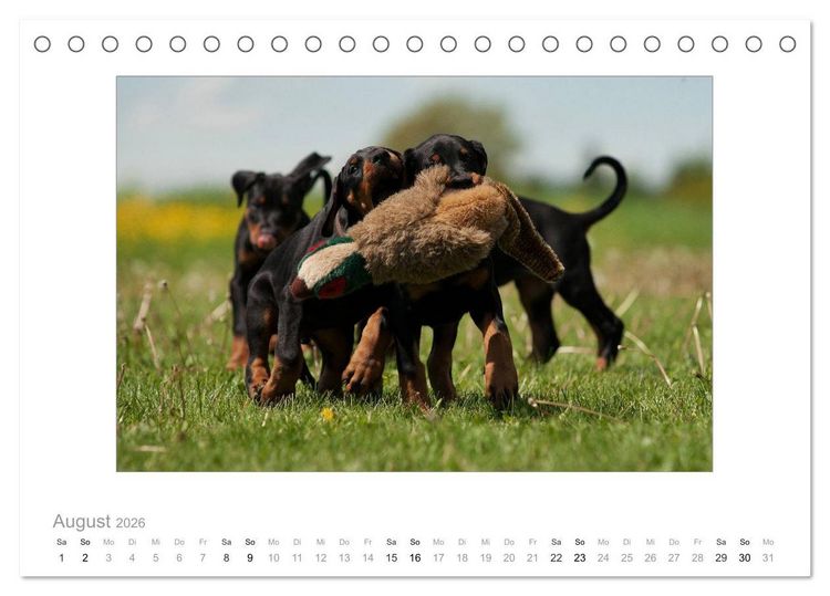 Produktbild: Dobermann Welpen (Tischkalender 2026 DIN A5 quer), CALVENDO Monatskalender