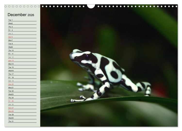 Produktbild: Poison dart frogs / UK-Version / Birthday Calendar (Wall Calendar 2026 DIN A3 landscape), CALVENDO 12 Month Wall Calendar