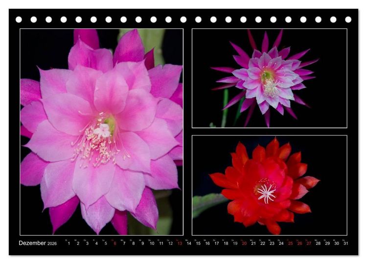 Produktbild: Epiphyllum-Hybriden (Tischkalender 2026 DIN A5 quer), CALVENDO Monatskalender