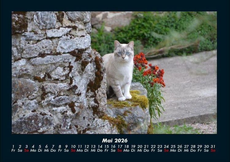 Produktbild: Haustierkalender 2026 Fotokalender DIN A4