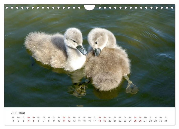 Produktbild: Schw&auml;ne - Prachtvolle Federkleider. (Wandkalender 2026 DIN A4 quer), CALVENDO Monatskalender