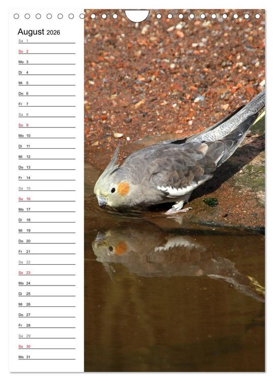 Produktbild: Der Nymphensittich-Terminplaner (Wandkalender 2026 DIN A4 hoch), CALVENDO Monatskalender