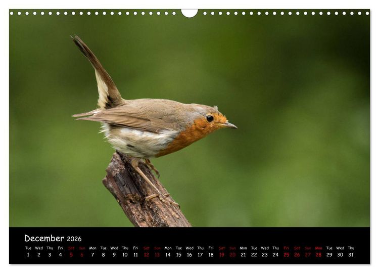 Produktbild: Popular garden birds of the united kingdom (Wall Calendar 2026 DIN A3 landscape), CALVENDO 12 Month Wall Calendar