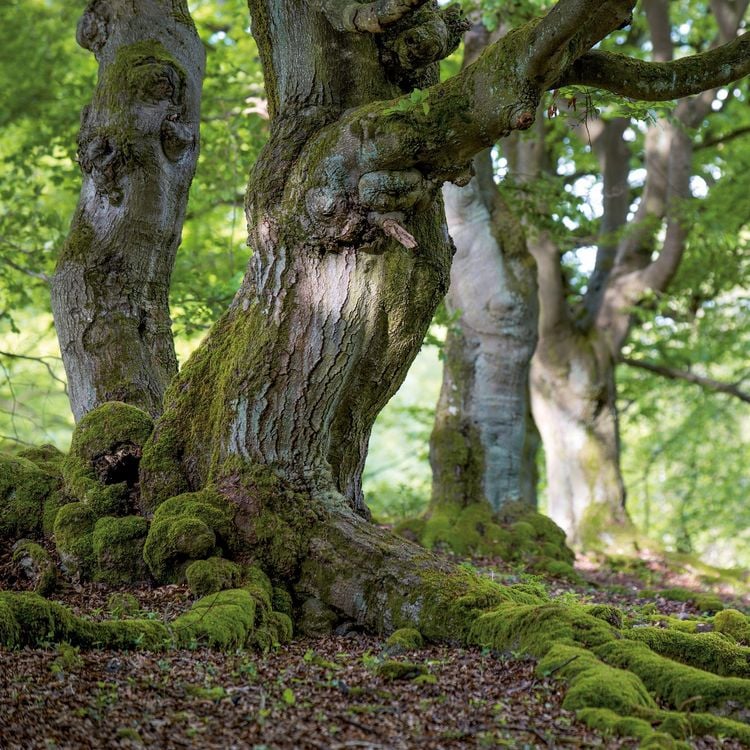 Produktbild: Die Kraft der B&auml;ume / The Power of Trees 2027