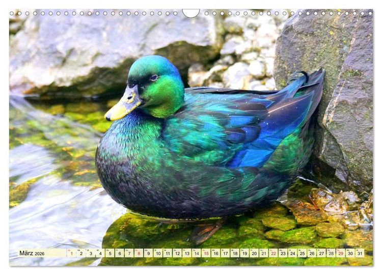 Produktbild: Enten. Beliebt, h&uuml;bsch und imposant (Wandkalender 2026 DIN A3 quer), CALVENDO Monatskalender