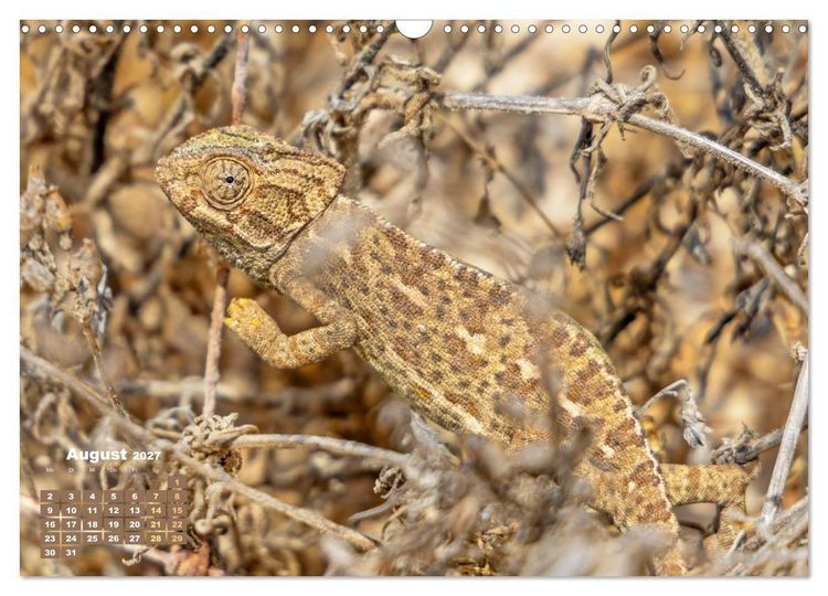 Produktbild: Cham&auml;leon: Die farbenfrohe Welt der Reptilien (Wandkalender 2027 DIN A3 quer), CALVENDO Monatskalender