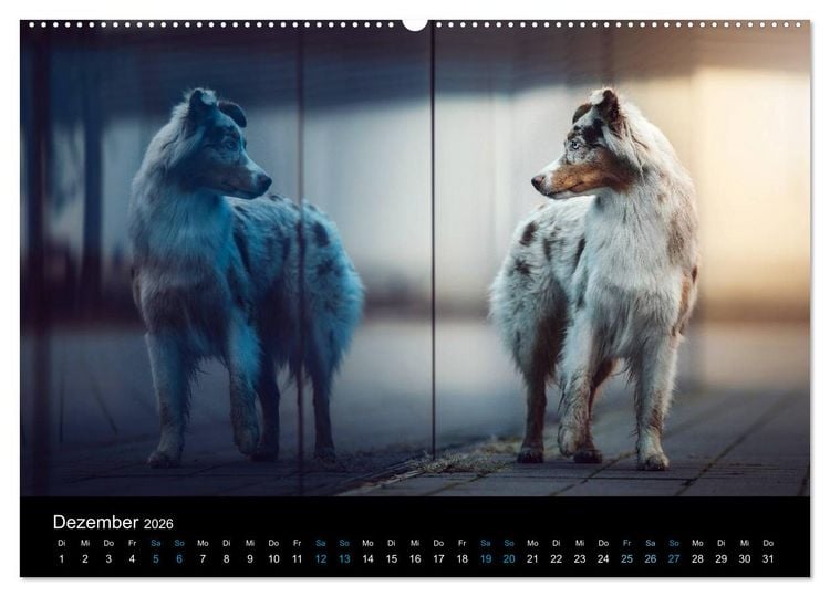 Produktbild: Australian Shepherd - Vielfalt in einer Rasse (Wandkalender 2026 DIN A2 quer), CALVENDO Monatskalender
