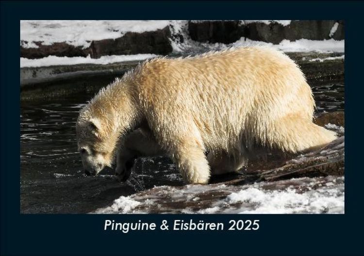 Produktbild: Pinguine & Eisbären 2025 Fotokalender DIN A5