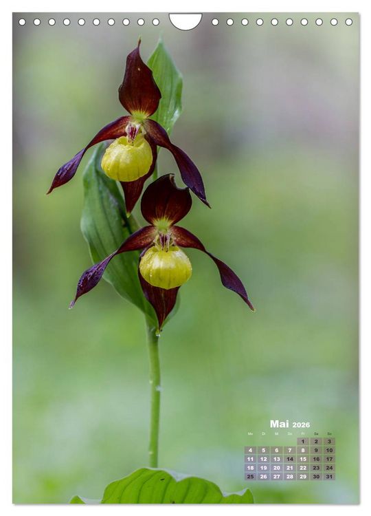 Produktbild: Orchideen in freier Wildbahn (Wandkalender 2026 DIN A4 hoch), CALVENDO Monatskalender