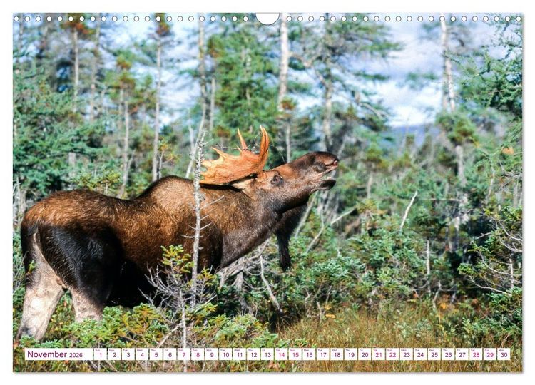 Produktbild: THE NORTHERN WOODLANDS MOOSE (Wall Calendar 2026 DIN A3 landscape), CALVENDO 12 Month Wall Calendar