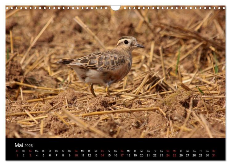 Produktbild: Limikolen Watv&ouml;gel auf dem Zug (Wandkalender 2026 DIN A3 quer), CALVENDO Monatskalender