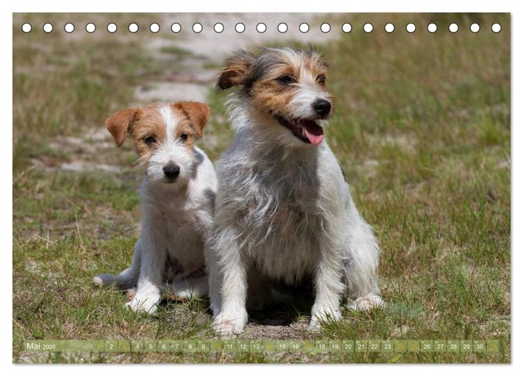 Produktbild: Faszination Terrier (Tischkalender 2026 DIN A5 quer), CALVENDO Monatskalender