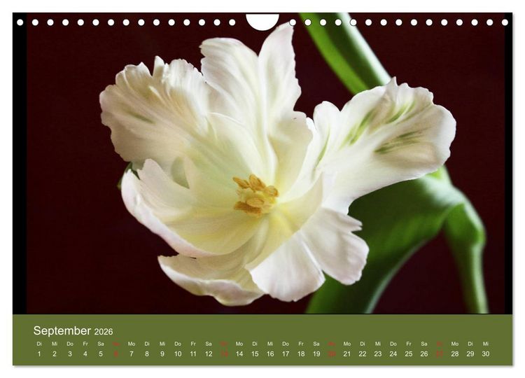 Produktbild: Fantastische Reise in die Welt der Blumen (Wandkalender 2026 DIN A4 quer), CALVENDO Monatskalender