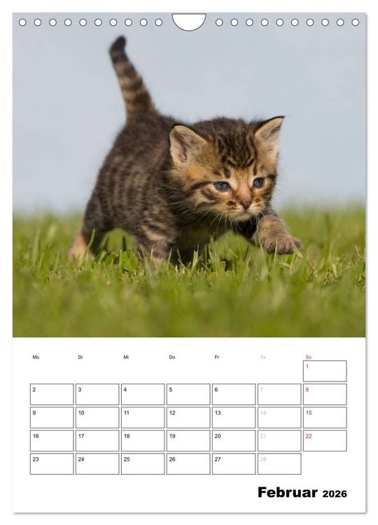 Produktbild: Katzenkinder - Impressionen (Wandkalender 2026 DIN A4 hoch), CALVENDO Monatskalender