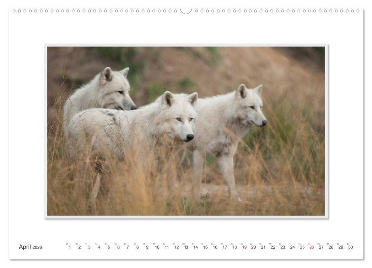 Produktbild: Emotionale Momente: Polarw&ouml;lfe. / CH-Version (Wandkalender 2026 DIN A2 quer), CALVENDO Monatskalender