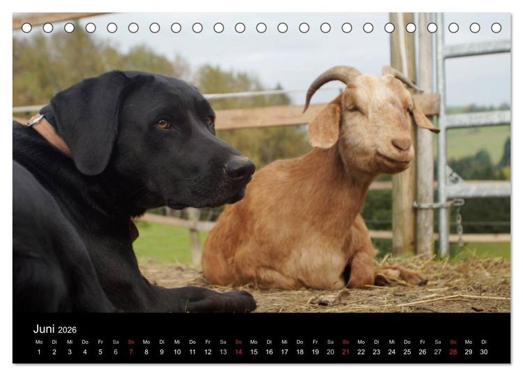 Produktbild: Der schwarze Hund und seine Freunde (Tischkalender 2026 DIN A5 quer), CALVENDO Monatskalender