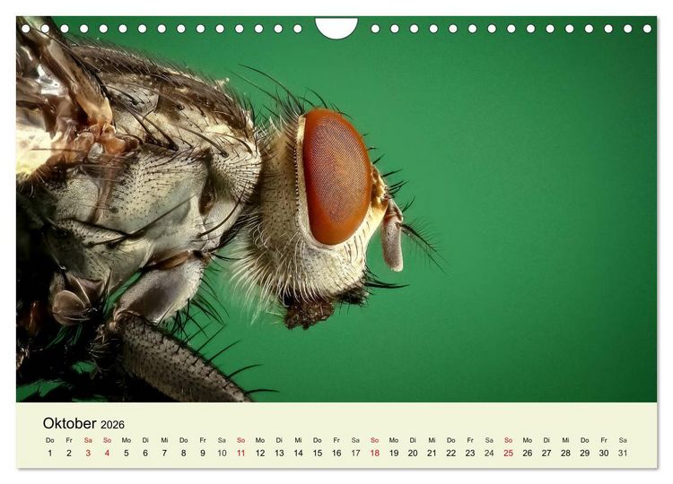 Produktbild: Insekten. Faszinierend und wichtig (Wandkalender 2026 DIN A4 quer), CALVENDO Monatskalender