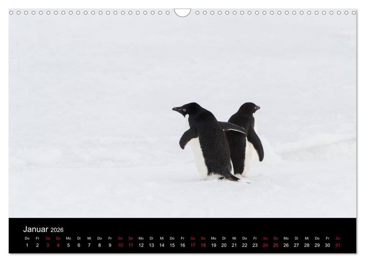 Produktbild: Pinguine - sympathische Fracktr&auml;ger im eisigen S&uuml;den (Wandkalender 2026 DIN A3 quer), CALVENDO Monatskalender