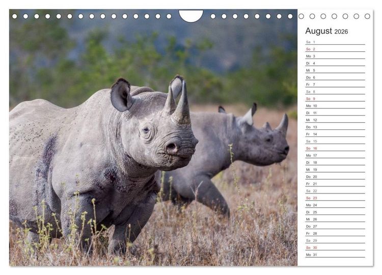 Produktbild: Emotionale Momente: Nash&ouml;rner (Wandkalender 2026 DIN A4 quer), CALVENDO Monatskalender