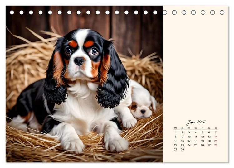 Produktbild: Goldige Kavalier King Charles Spaniels (Tischkalender 2026 DIN A5 quer), CALVENDO Monatskalender