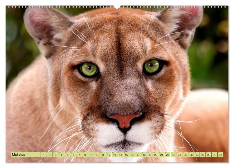 Produktbild: Tiere Schau mir in die Augen (Wandkalender 2026 DIN A2 quer), CALVENDO Monatskalender