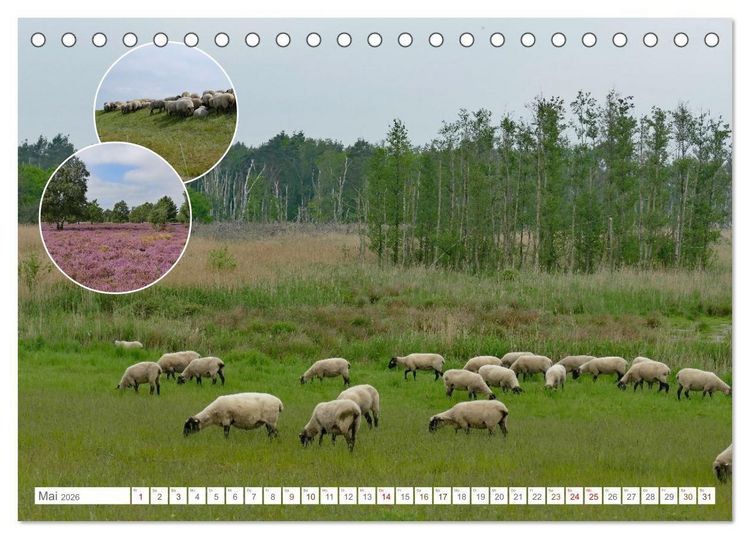Produktbild: Weidetiere - Landschaftsgestalter seit Jahrhunderten (Tischkalender 2026 DIN A5 quer), CALVENDO Monatskalender