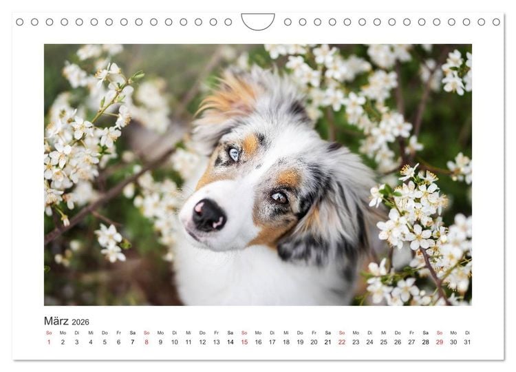 Produktbild: Herzensaussies - Australian Shepherd (Wandkalender 2026 DIN A4 quer), CALVENDO Monatskalender