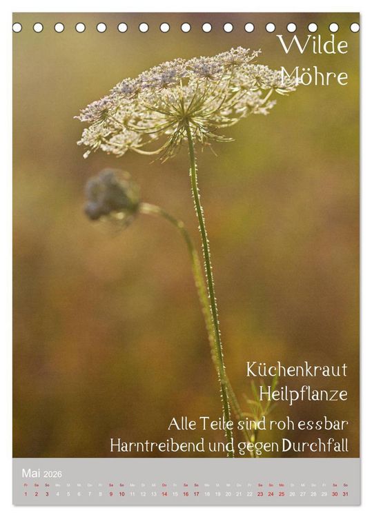 Produktbild: Unkr&auml;uter - N&uuml;tzliche Wildpflanzen auf der Wiese (Tischkalender 2026 DIN A5 hoch), CALVENDO Monatskalender
