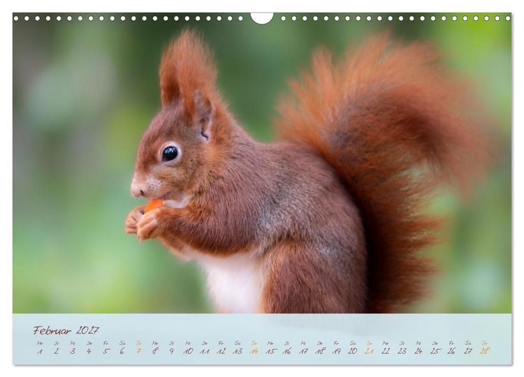 Produktbild: Sch&ouml;nheiten des Waldes (Wandkalender 2027 DIN A3 quer), CALVENDO Monatskalender