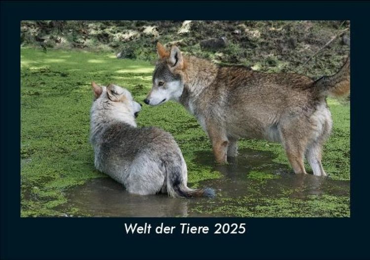 Produktbild: Welt der Tiere 2025 Fotokalender DIN A5