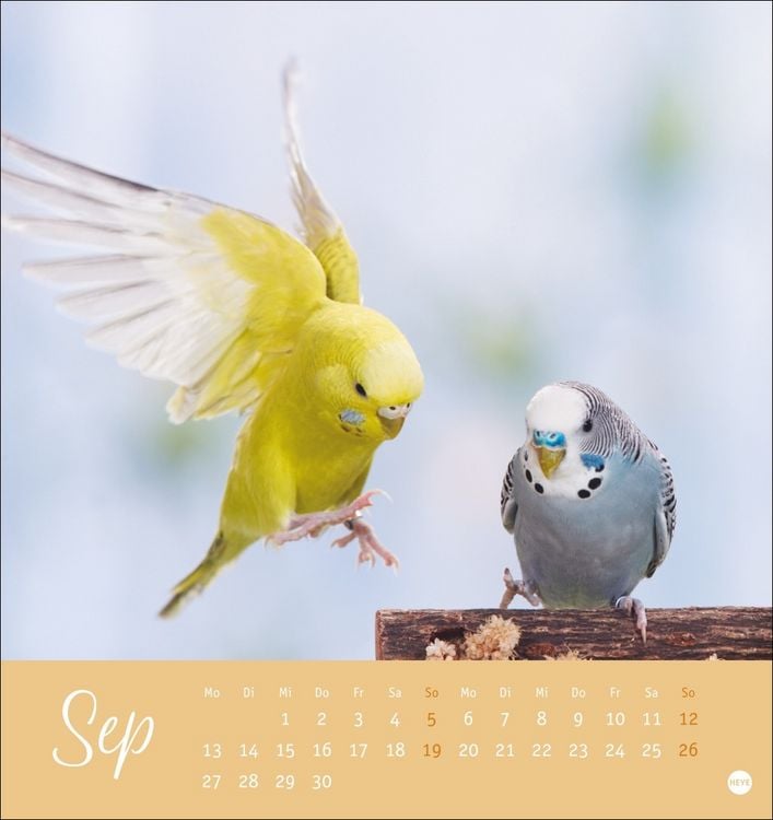 Produktbild: Freche Wellensittiche Postkartenkalender 2027