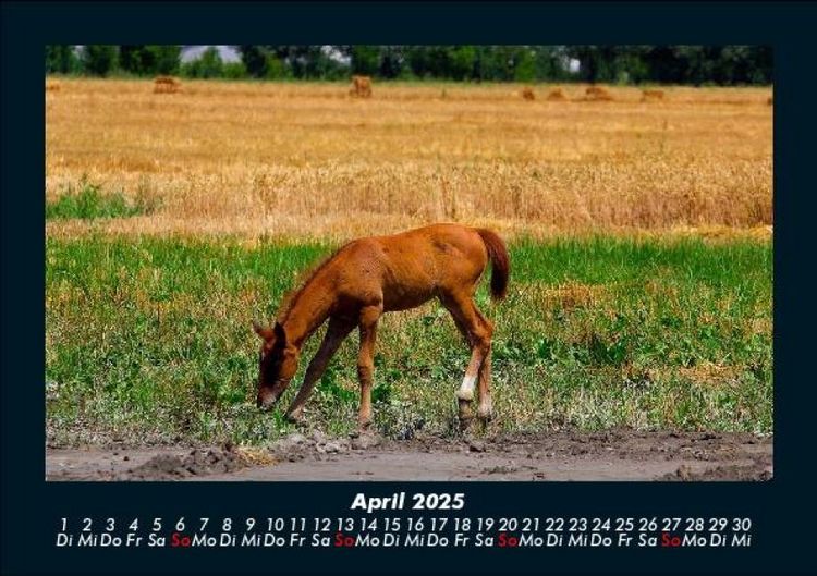 Produktbild: Pferde Kalender 2025 Fotokalender DIN A5