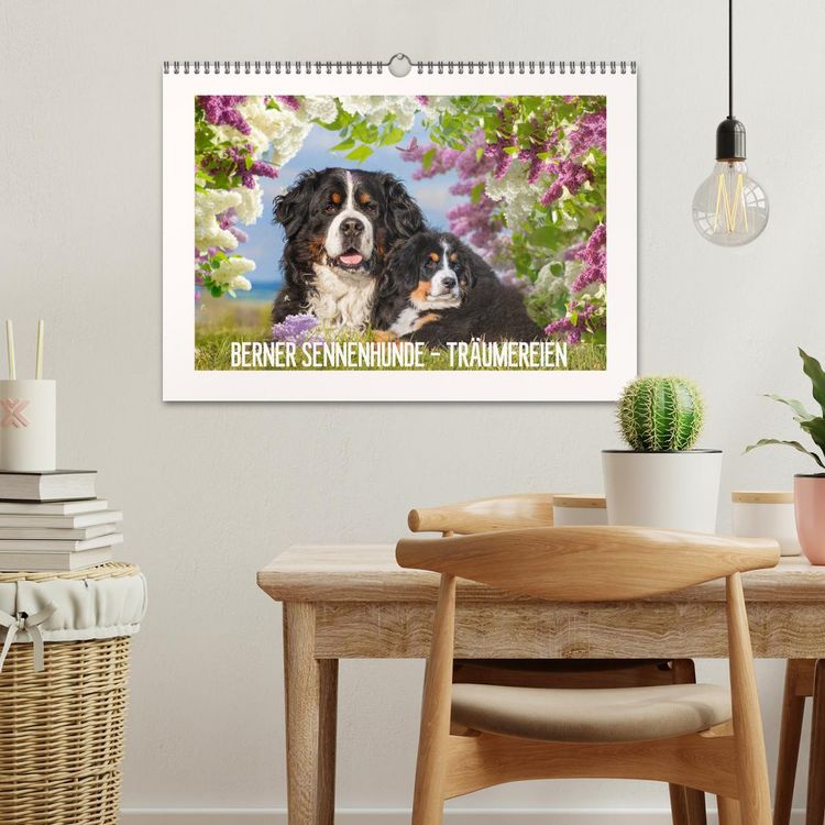 Produktbild: Berner Sennenhunde - Tr&auml;umereien (Wandkalender 2026 DIN A3 quer), CALVENDO Monatskalender