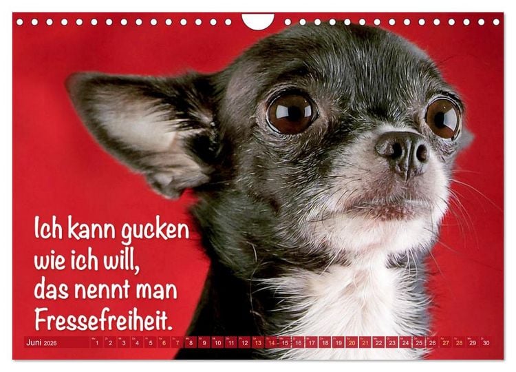 Produktbild: Chihuahua: Kleine Hunde, aber oho (Wandkalender 2026 DIN A4 quer), CALVENDO Monatskalender