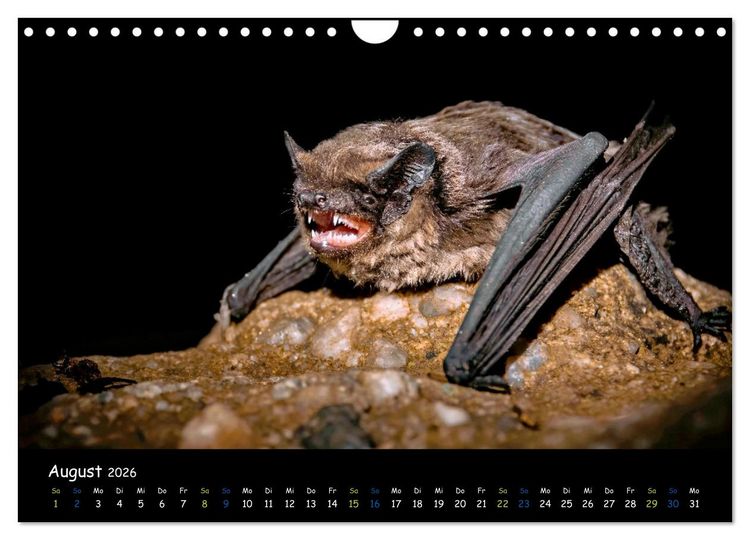 Produktbild: Flederm&auml;use - kleine Vampire (Wandkalender 2026 DIN A4 quer), CALVENDO Monatskalender