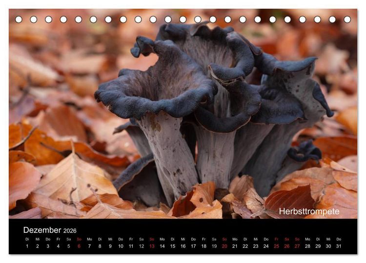 Produktbild: Pilzkalender (Tischkalender 2026 DIN A5 quer), CALVENDO Monatskalender