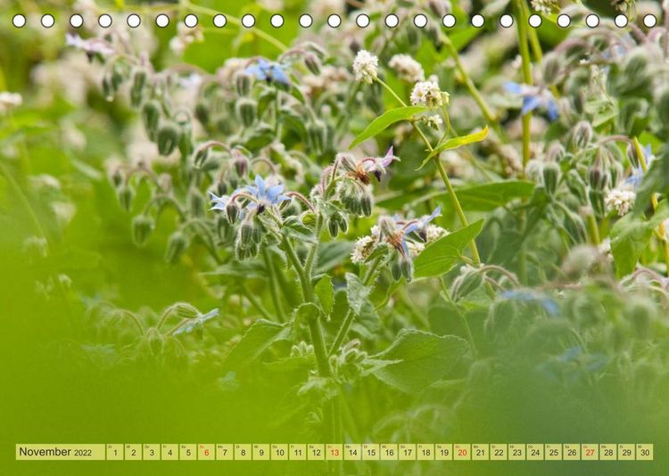 Produktbild: Bauerngarten - bunte Vielfalt (Tischkalender 2022 DIN A5 quer)