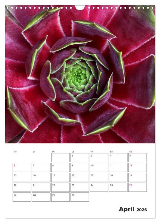 Produktbild: Ich liebe Sempervivum (Wandkalender 2026 DIN A3 hoch), CALVENDO Monatskalender