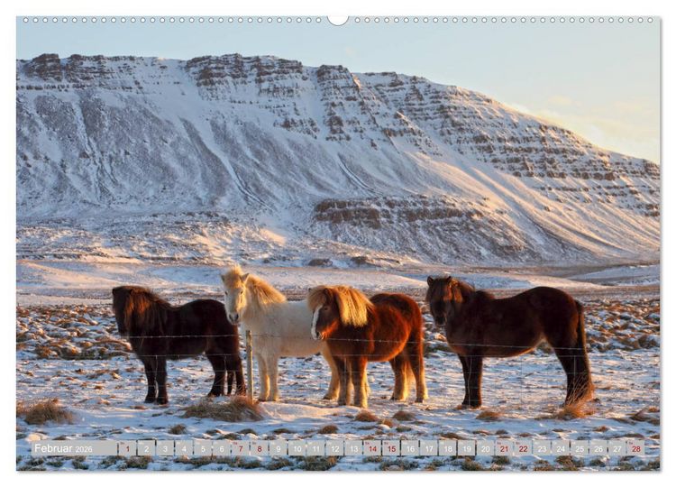 Produktbild: Islandpferde - Die tierischen Stars der Insel (hochwertiger Premium Wandkalender 2026 DIN A2 quer), Kunstdruck in Hochglanz