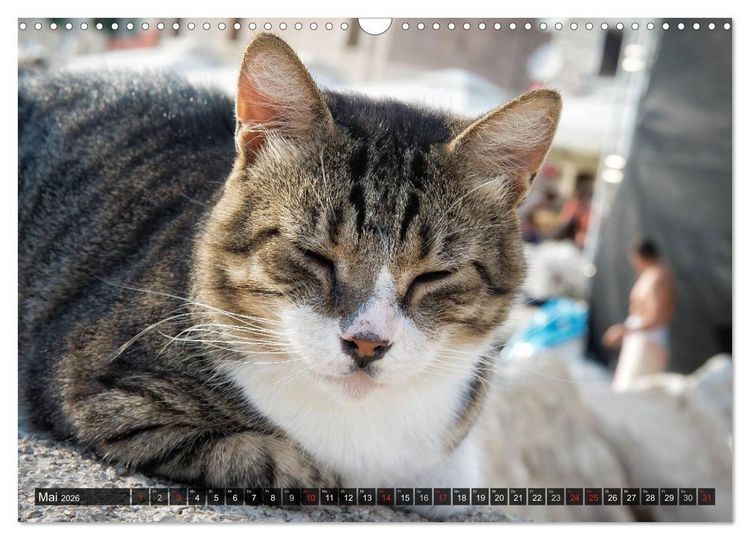 Produktbild: Die Katzen von Rovinj (Wandkalender 2026 DIN A3 quer), CALVENDO Monatskalender