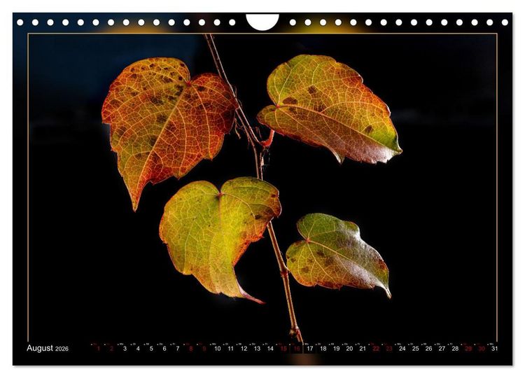 Produktbild: Blattkunstwerke (Wandkalender 2026 DIN A4 quer), CALVENDO Monatskalender