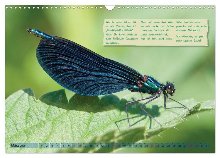 Produktbild: GEOclick Lernkalender: Insekten (Wandkalender 2026 DIN A3 quer), CALVENDO Monatskalender