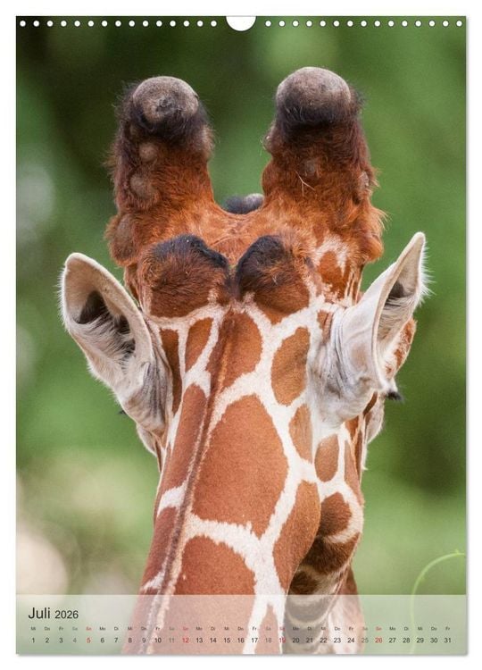 Produktbild: Emotionale Momente: Giraffen, die h&ouml;chsten Tiere der Welt. (Wandkalender 2026 DIN A3 hoch), CALVENDO Monatskalender