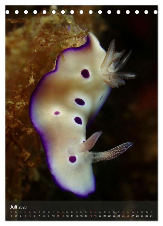 Produktbild: Nudibranches Meeresnacktschnecken aus Nord-Sulawesi (Tischkalender 2026 DIN A5 hoch), CALVENDO Monatskalender