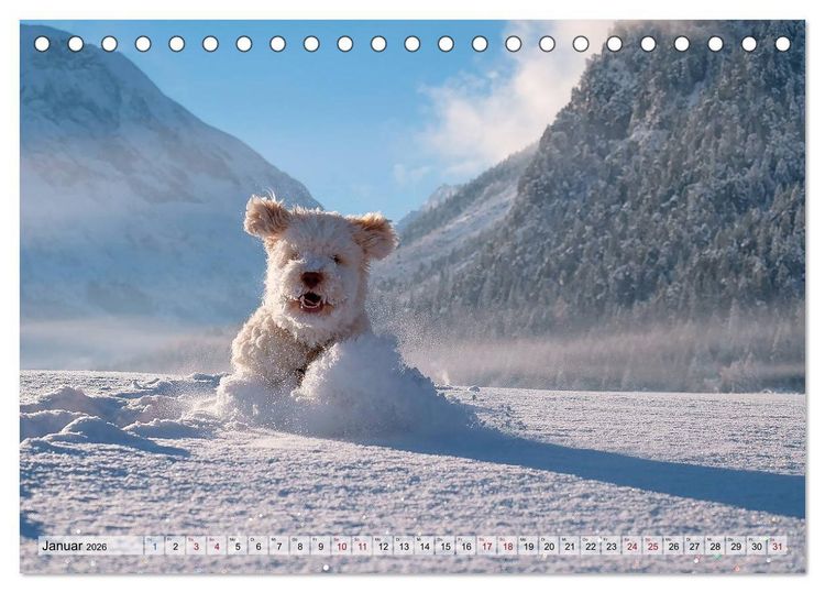 Produktbild: Lagotto Romagnolo in den Alpen 2026 (Tischkalender 2026 DIN A5 quer), CALVENDO Monatskalender