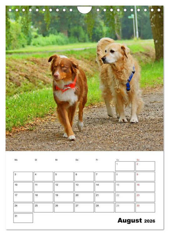 Produktbild: Hunde Freunde (Wandkalender 2026 DIN A4 hoch), CALVENDO Monatskalender